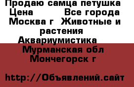 Продаю самца петушка › Цена ­ 700 - Все города, Москва г. Животные и растения » Аквариумистика   . Мурманская обл.,Мончегорск г.